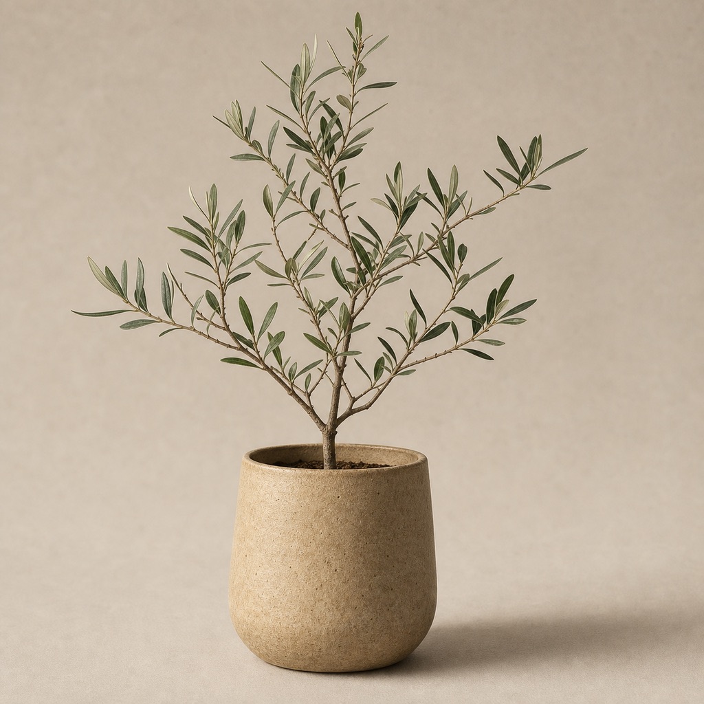 Handgjord kruka i stengods med en liten olivplanta