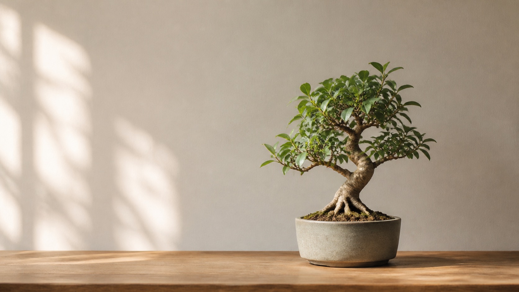 En bonsai (ficus) i en dämpad keramikkruka på ett träunderlag mot en lugn vägg